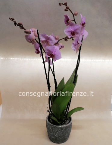 Pianta di phalaenopsis 2 rami colorata + vasetto natalizio
