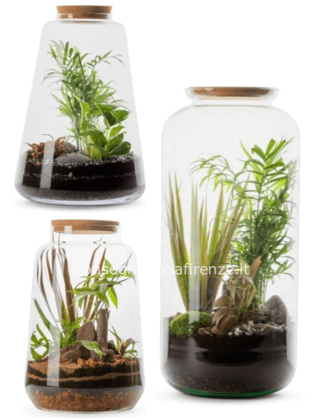 Terrarium in vetro con piante verdi e miste » Consegna fiori a Imola, invio  fiori e piante a domicilio a Imola