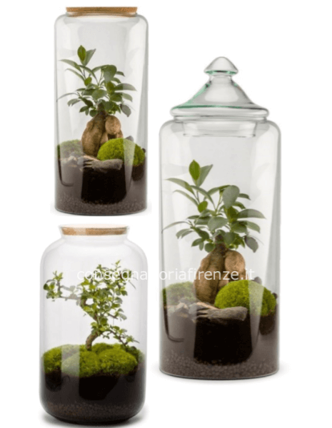 Terrarium grande con Ginseng o Bonsai