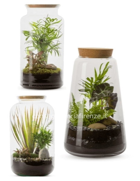 Terrarium medio piante miste