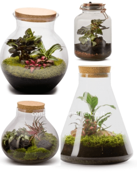 Terrarium piccolo piante mix o ginseng (vaso particolare)
